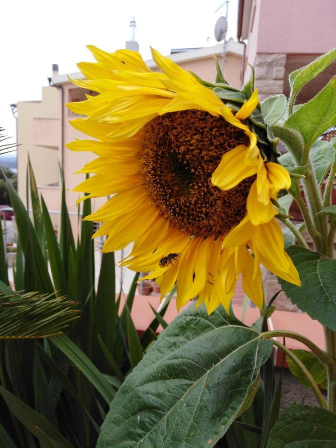 The Roses Garden Bed and Breakfast Λα Μανταλένα Εξωτερικό φωτογραφία