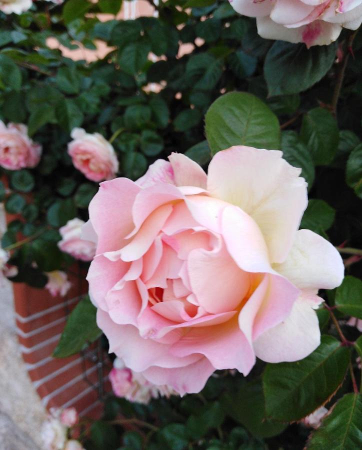 The Roses Garden Bed and Breakfast Λα Μανταλένα Εξωτερικό φωτογραφία