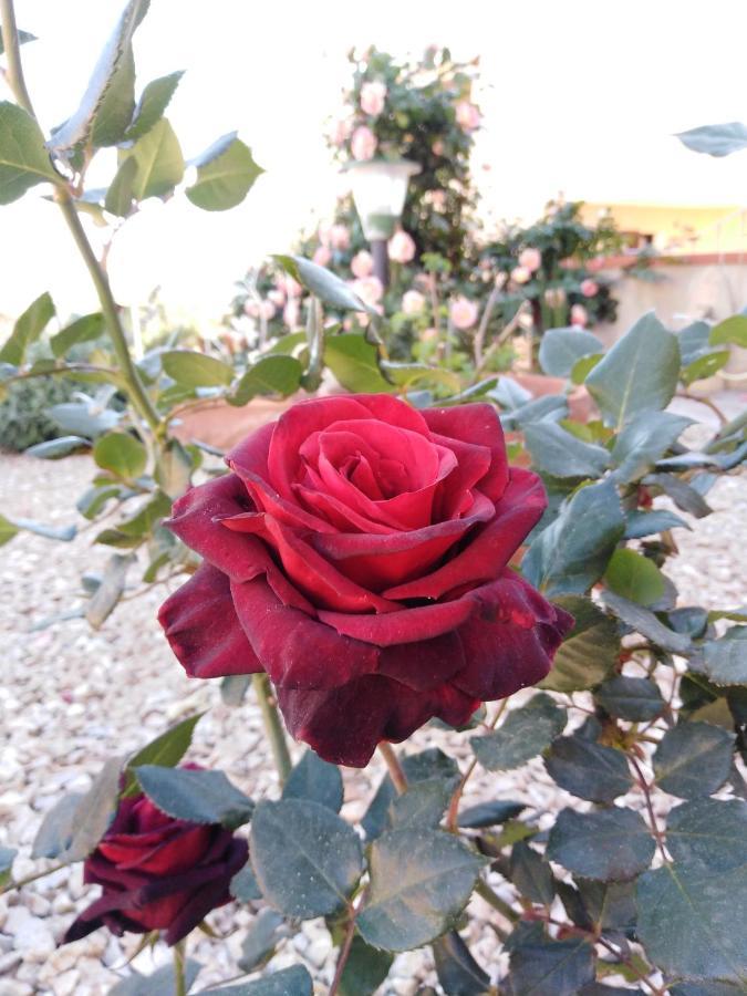 The Roses Garden Bed and Breakfast Λα Μανταλένα Εξωτερικό φωτογραφία