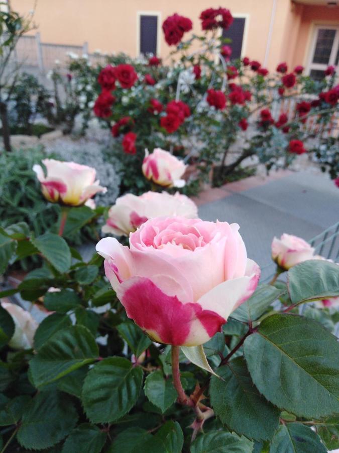 The Roses Garden Bed and Breakfast Λα Μανταλένα Εξωτερικό φωτογραφία
