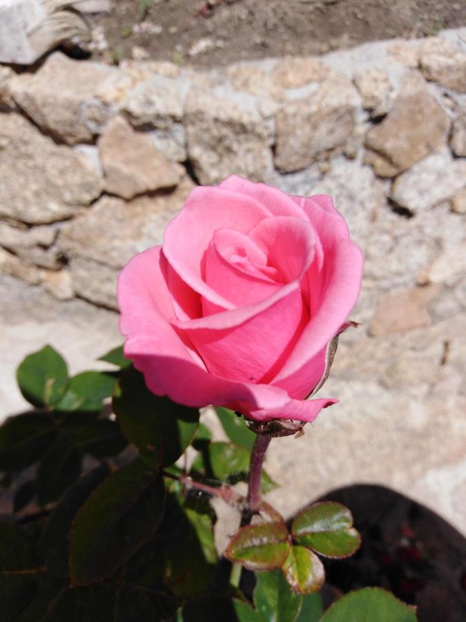 The Roses Garden Bed and Breakfast Λα Μανταλένα Εξωτερικό φωτογραφία
